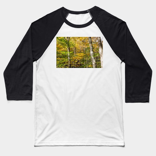 Golden and green hues of birch forest in a New England fall Baseball T-Shirt by brians101